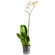 Белая орхидея Фаленопсис в горшке. Самара